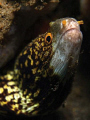   Snowflake Eel what remains Ducomi Pier  
